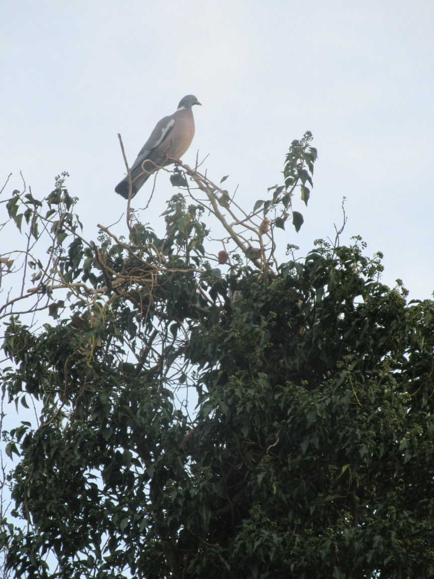 461D9A18-FE0F-4FA2-9F8D-ADAE2320E9D5